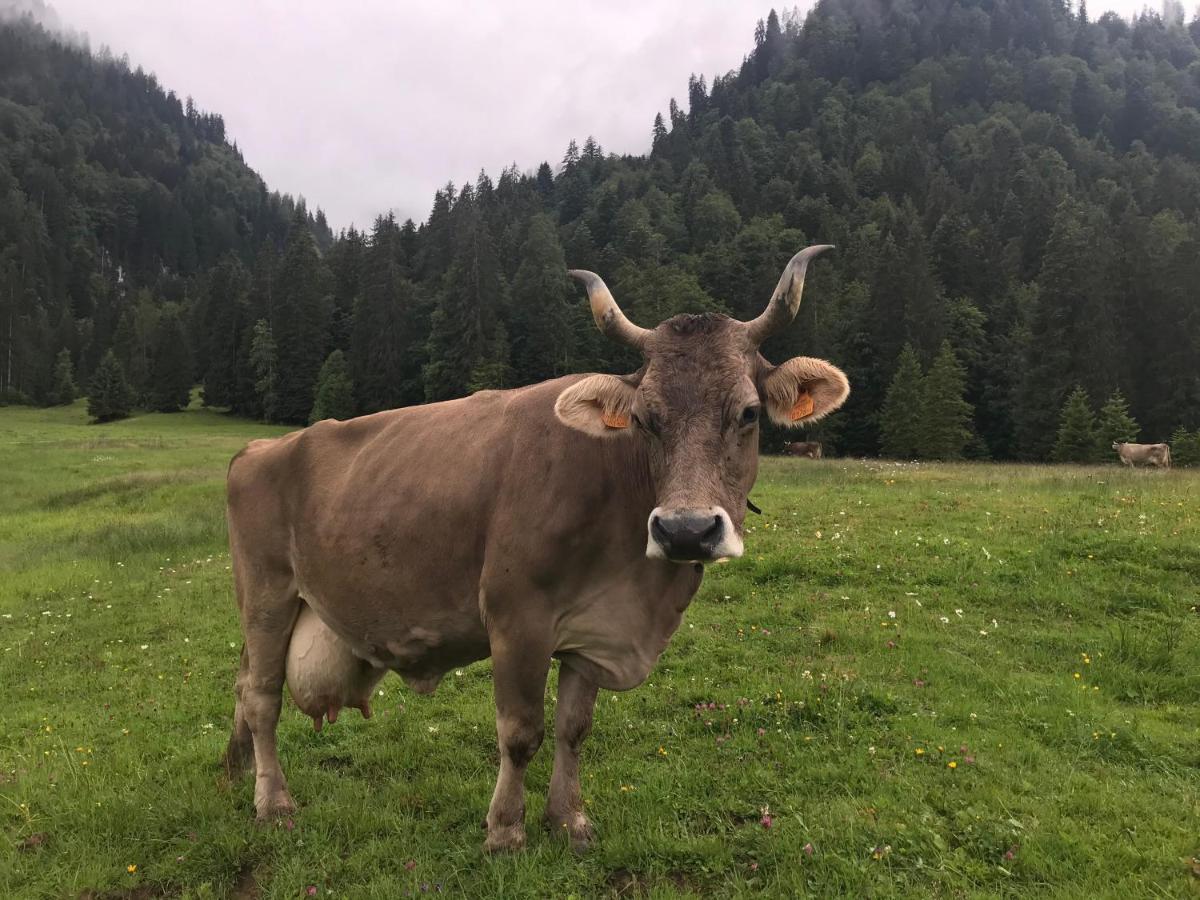 Kleine Ferienwohnung Am Rande Der Wildnis Sibratsgfäll 外观 照片